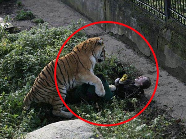 बाघ को खाना देने आई थी लड़की