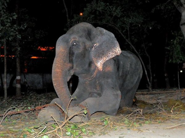 Raju Elephant Raju Elephant