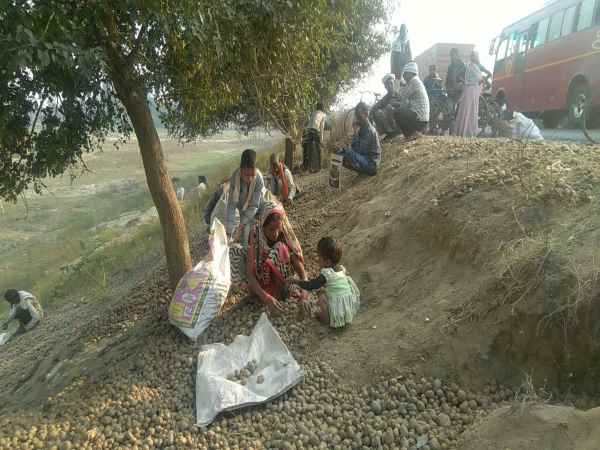 कोल्ड स्टोरेज मालिकों को लाखों का नुकसान
