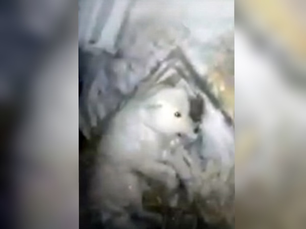 पूरी तरह जम गया था कुत्ता