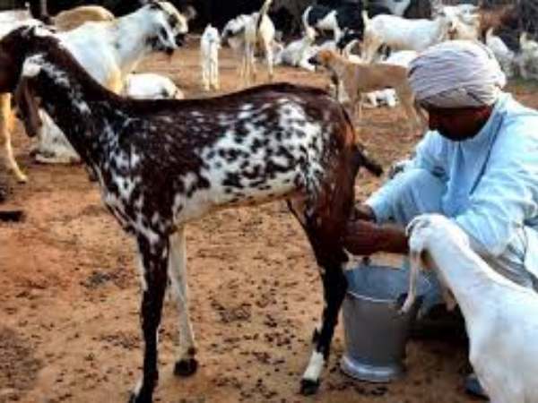 डेंगू में बकरी के दूध से बढ़ते हैं प्लेटलेट्स!