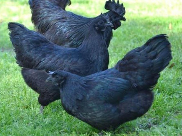 Kadaknath Chicken Kadaknath Chicken