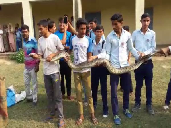 Muzaffarnagar seeing Python in school student got afraid Muzaffarnagar seeing Python in school student got afraid