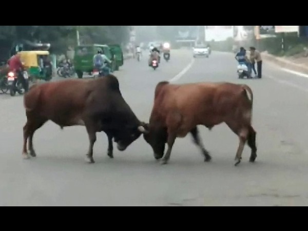 Heavy loss in Bull Fight, team rescue hard in Kanpur Heavy loss in Bull Fight, team rescue hard in Kanpur