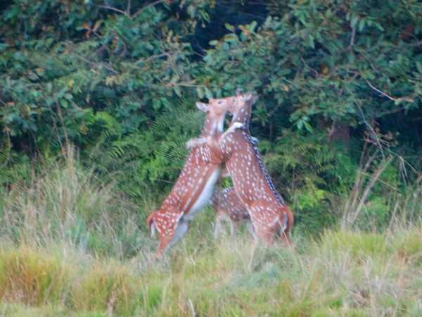 Romance of Chital caught on camera in Bahraich, Uttar Pradesh. Romance of Chital caught on camera in Bahraich, Uttar Pradesh.