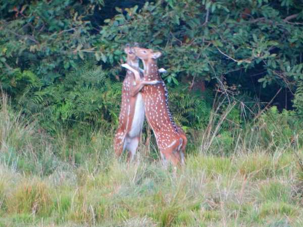 Romance of Chital caught on camera in Bahraich, Uttar Pradesh. Romance of Chital caught on camera in Bahraich, Uttar Pradesh.