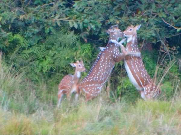 Romance of Chital caught on camera in Bahraich, Uttar Pradesh. Romance of Chital caught on camera in Bahraich, Uttar Pradesh.