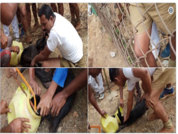 Bengaluru Cops Come Together To Rescue Dog With Head Stuck In 'Matka' Bengaluru Cops Come Together To Rescue Dog With Head Stuck In 'Matka'