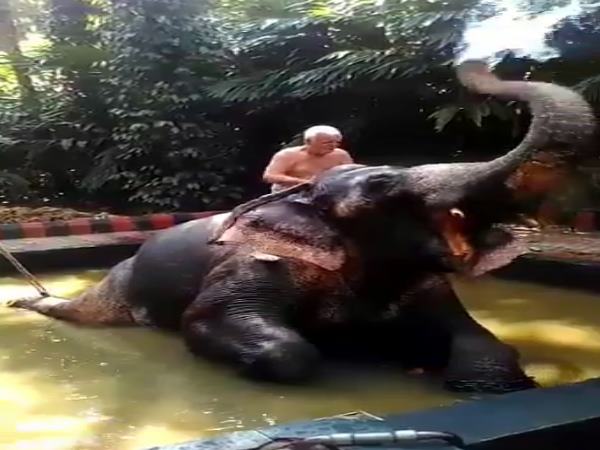 Kerala Tourism initiate a warm welcome by Elephant Kerala Tourism initiate a warm welcome by Elephant
