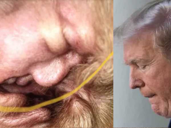 Dog ear looks like donald trump face photo goes viral Dog ear looks like donald trump face photo goes viral