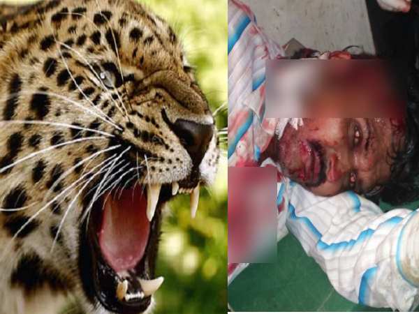 pratapgarh leopard attacked on villegers pratapgarh leopard attacked on villegers