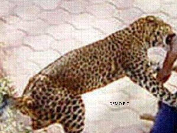 Santosh fight with leopard in Bahraich, Uttar Pradesh Santosh fight with leopard in Bahraich, Uttar Pradesh