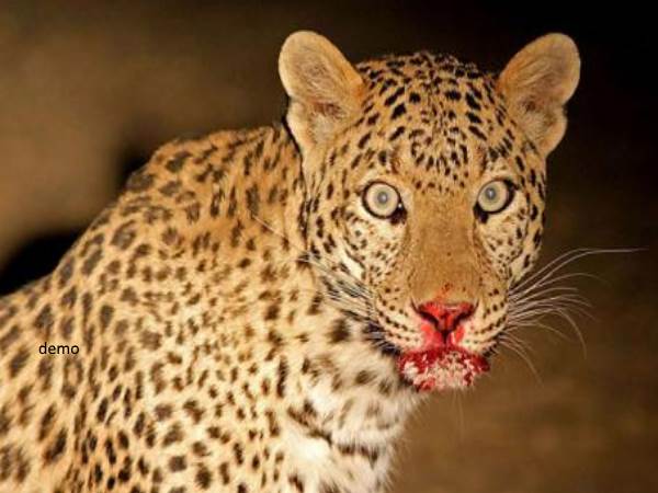 Moradabad leopard Found in village locked in police station Moradabad leopard Found in village locked in police station