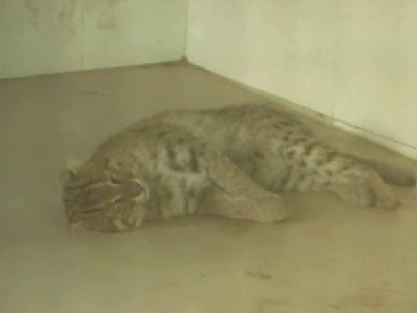 Moradabad leopard Found in village locked in police station Moradabad leopard Found in village locked in police station