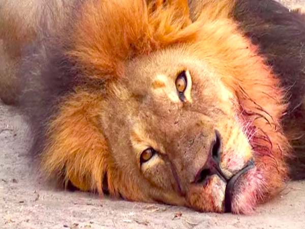 Etawah's Lioness in Safari Park declared unfit Etawah's Lioness in Safari Park declared unfit