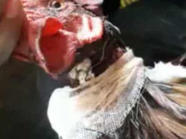 A cock is alive even after his neck cut in Sitamarhi, Bihar A cock is alive even after his neck cut in Sitamarhi, Bihar