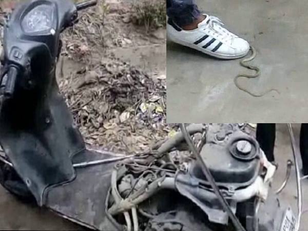 aligarh snake found inside the Scooty aligarh snake found inside the Scooty