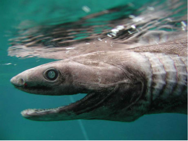 Video: Ancient shark with a snake head and 300 teeth Video: Ancient shark with a snake head and 300 teeth