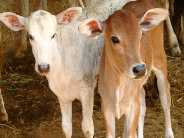 118 साल पुरानी गौशाला में रहती हैं 1200 गाय