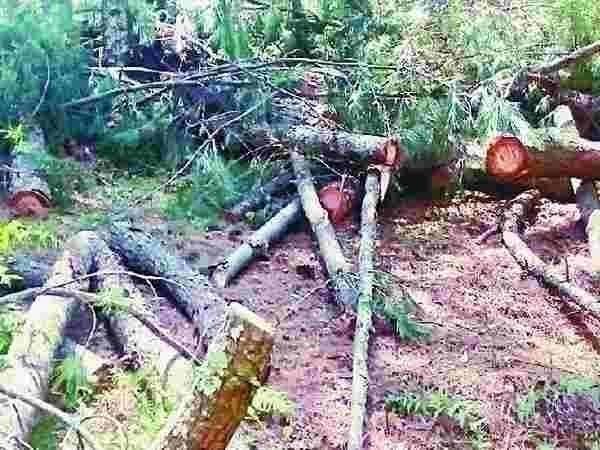 20 हेक्टेयर के क्षेत्र में फैला जंगल