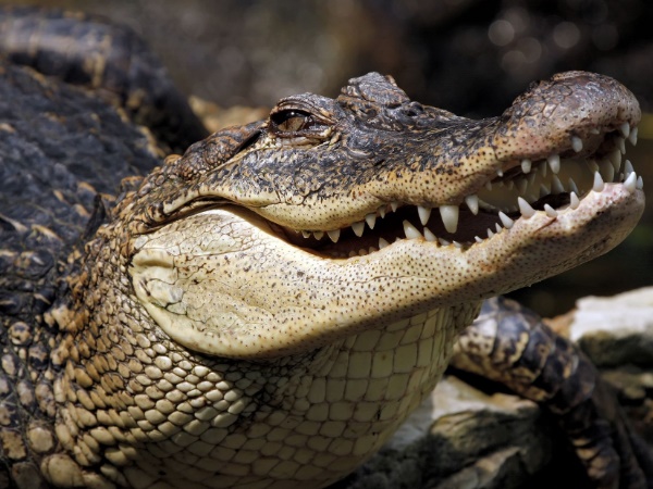 Crocodile Crocodile