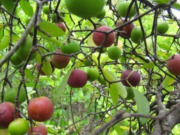 विलुप्त हुआ तो राजस्व पर पड़ेगा सीधा असर