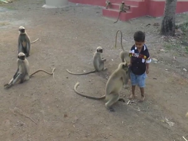 बंगारी इन लंगूरों के साथ खेलता है, खाता है और सोता है
