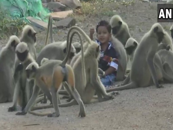 समर्थ को जगाने के लिए लंगूर आ जाते हैं घर