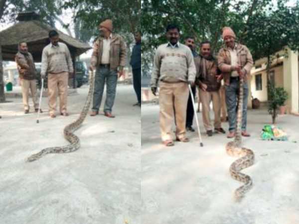 गिलहरी को खाने की कोशिश में अजगर