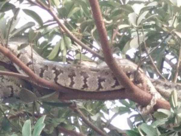इलाहाबाद के कॉलेज में निकले तीन अजगर
