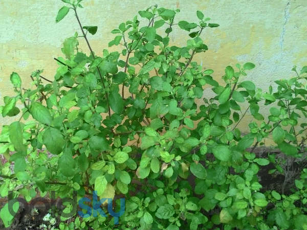तुलसी के आठ नाम