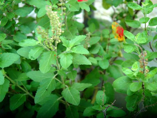 'घर-घर तुलसी लगाओ' अभियान