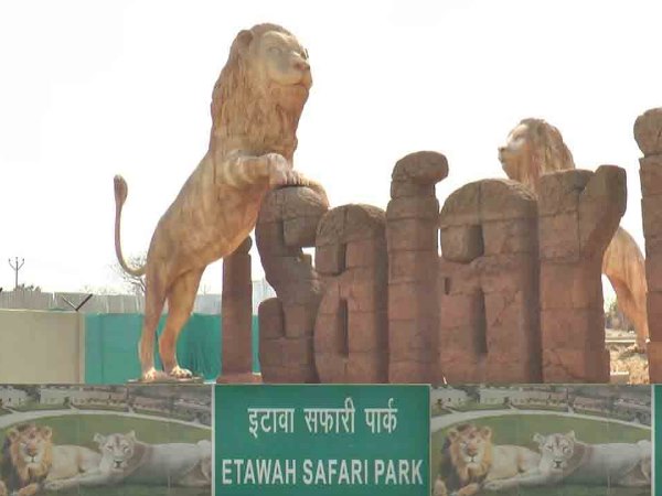 सफारी में अब तक हो चुकी हैं एक दर्जन मौतें