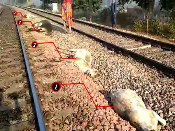 mathura one dozen cow found dead in railway track uttar pradesh mathura one dozen cow found dead in railway track uttar pradesh