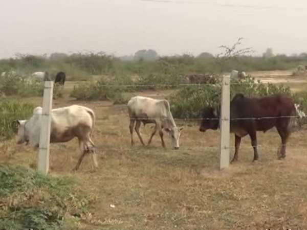 Hardoi DM took help of villagers for Gaushala for cows Hardoi DM took help of villagers for Gaushala for cows