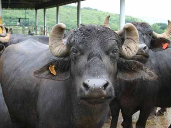 BJP leader Suman Sen stolen buffaloes, arrested with husband and daughter in Madhya pradesh. BJP leader Suman Sen stolen buffaloes, arrested with husband and daughter in Madhya pradesh.