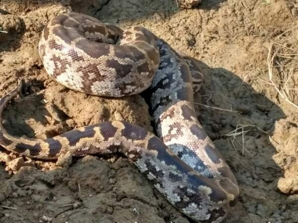 ट्रांसमीटर से ढूंढी गई 17 फुट की मादा अजगर