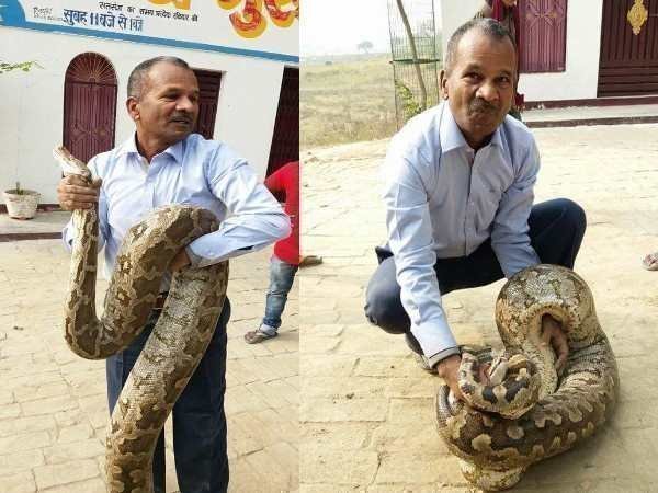 UttarPradesh: 12-foot python seen at Dr. Shyama Prasad Mukherjee Government Degree College in Allahabad UttarPradesh: 12-foot python seen at Dr. Shyama Prasad Mukherjee Government Degree College in Allahabad