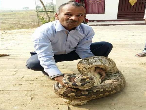 UttarPradesh: 12-foot python seen at Dr. Shyama Prasad Mukherjee Government Degree College in Allahabad UttarPradesh: 12-foot python seen at Dr. Shyama Prasad Mukherjee Government Degree College in Allahabad