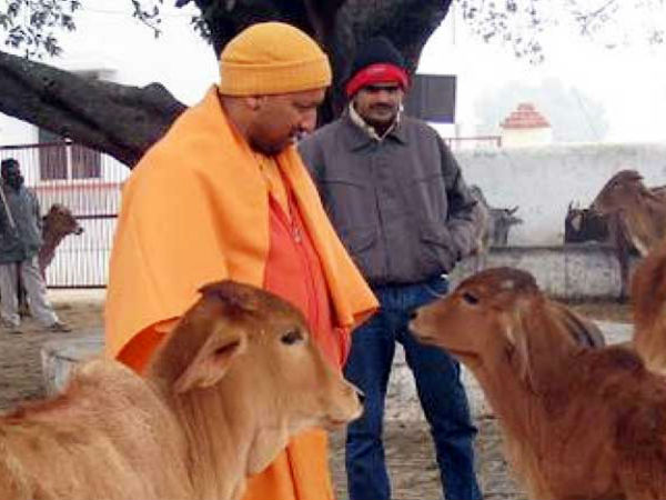 मिशन 'काउ सफारी' पर योगी सरकार, तेजी से चल रहा है काम मिशन 'काउ सफारी' पर योगी सरकार, तेजी से चल रहा है काम
