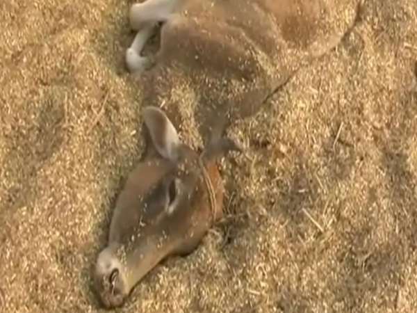 मरने को बेबस है गायें