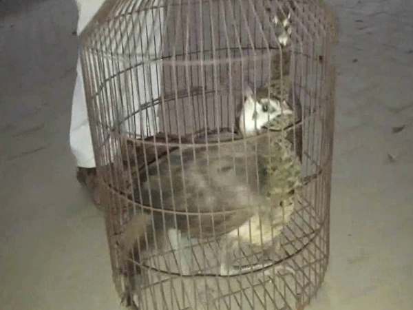पुलिस ने मोरों को किया जब्त