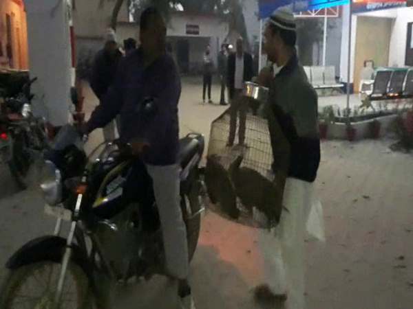 मोरों को जंगल में छोड़ा जाएगा