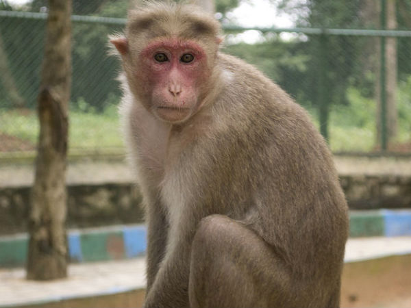 Monkey Monkey