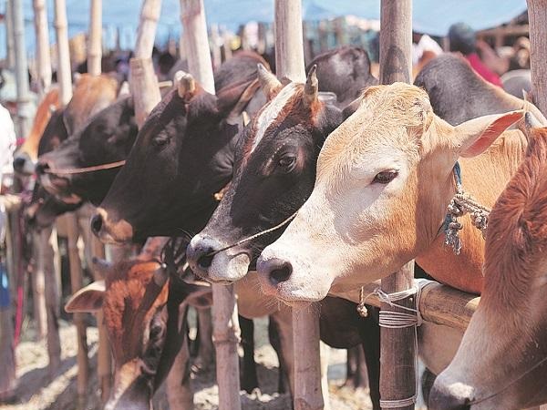 cow cow