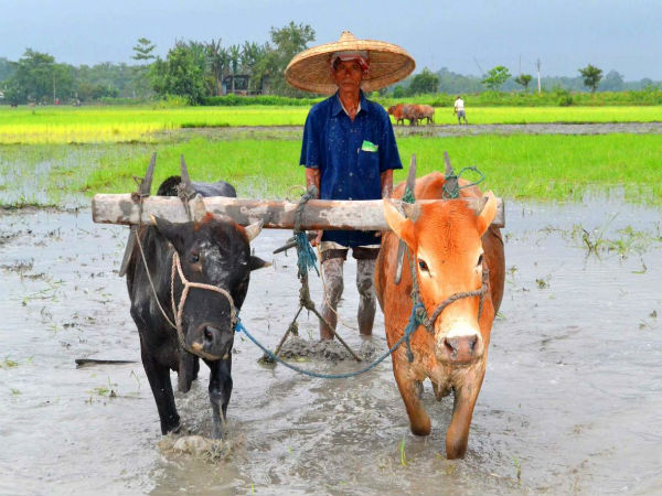 सिंचाई में सुधार पर बल दिया गया है