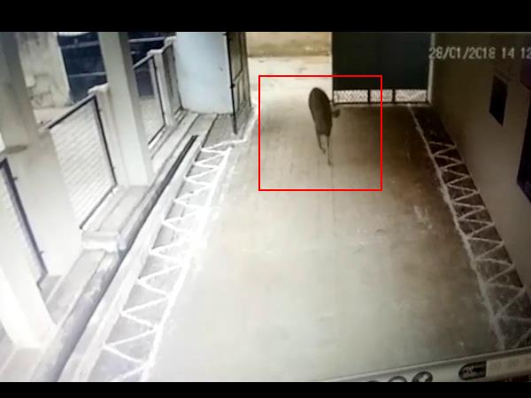बारहसिंगे से फैली दहशत