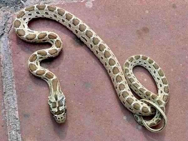 snake snake
