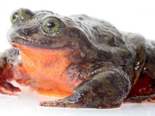 Frog Frog
