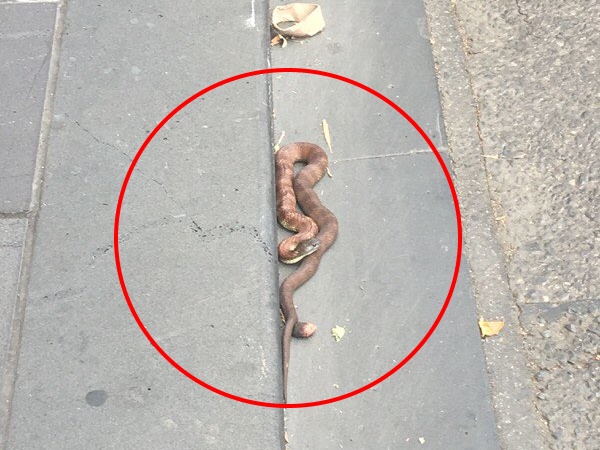 Snake Snake